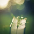 /album/galerie-photos/fond-fleur-jpg/